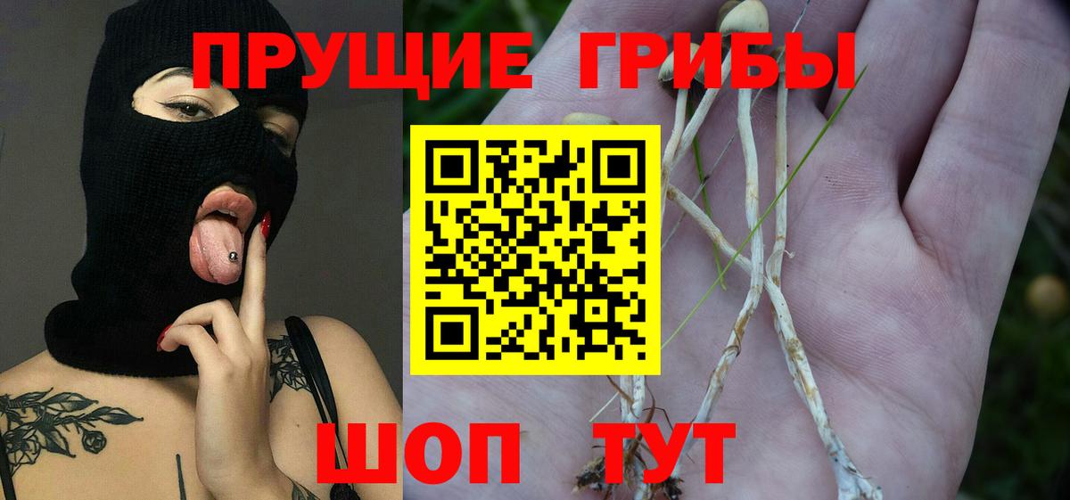 Галлюциногенные грибы Cubensis Междуреченск